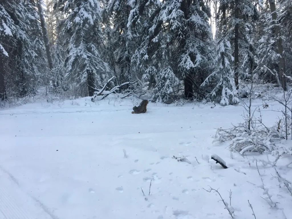 Hay River Ski Club lynx